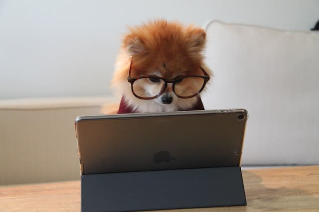 パソコン作業をする犬